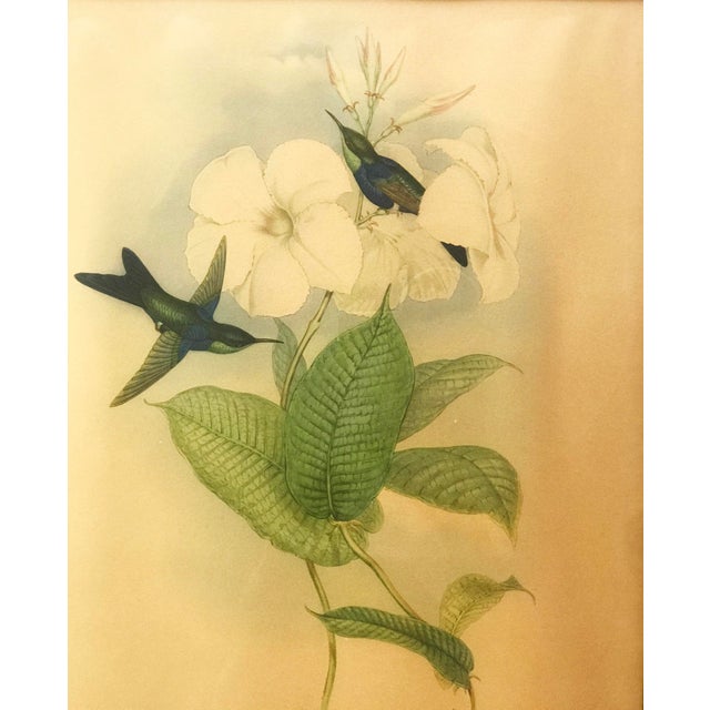 After W. Hart & HC Richter, Thalurania Refulgens and Hylonympha Macrocerca, 1800s, Hand-Colored Lithographs, Set of 2 For Sale - Image 10 of 18