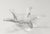 Glass Starfish Crystal Bowl French Signed Cofrac Art Verrier For Sale - Image 7 of 12
