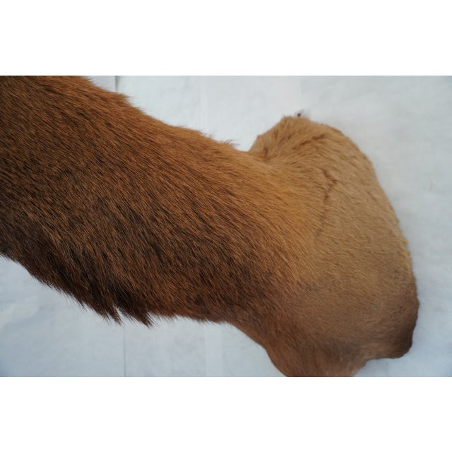 Elk 13 Point Mount Head and Bust For Sale - Image 15 of 18