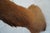 Elk 13 Point Mount Head and Bust For Sale - Image 15 of 18