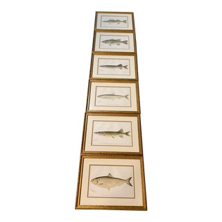 Vintage Framed Fish Prints - Set of 6 For Sale