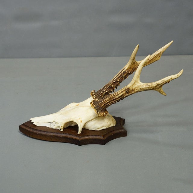 1960s Vintage Set of Six Roe Deer Trophies on Wooden Plaques Germany Ca. 1960s For Sale - Image 5 of 9