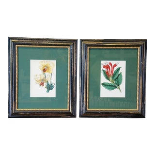 Set of 2 Antique Hand Colored Botanical Lithographs Evergreen Perennial & Hybrid Lily For Sale