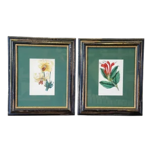 Set of 2 Antique Hand Colored Botanical Lithographs Evergreen Perennial & Hybrid Lily