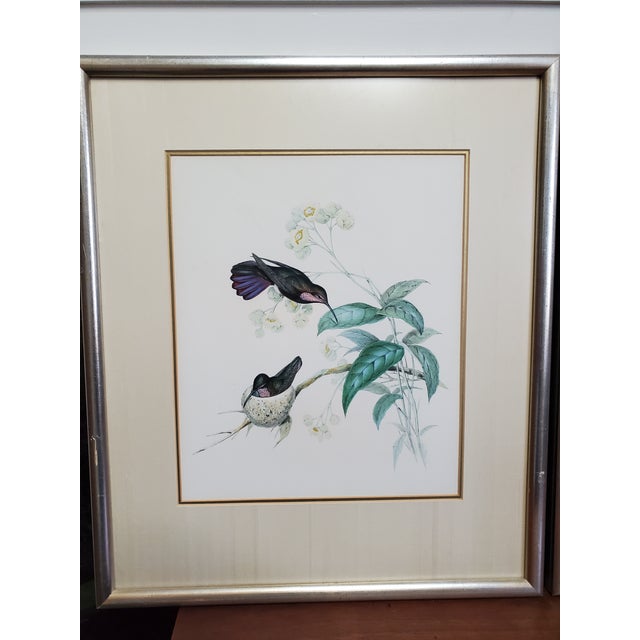 Illustration Antique Framed Hummingbird Prints, Porphyry-Tailed Mango, Villavicencio’s Sabre-Wing Original Pl. 47 & 81, j.gould C1855 For Sale - Image 3 of 10