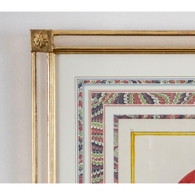 Francois-Nicolas Martinet - Pair Framed Parrot Engravings For Sale In Boston - Image 6 of 9