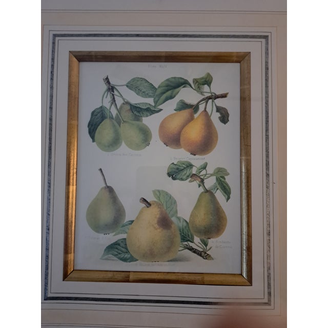 Bountiful Fruit - 4 Prints Mounted and Framed For Sale - Image 4 of 12
