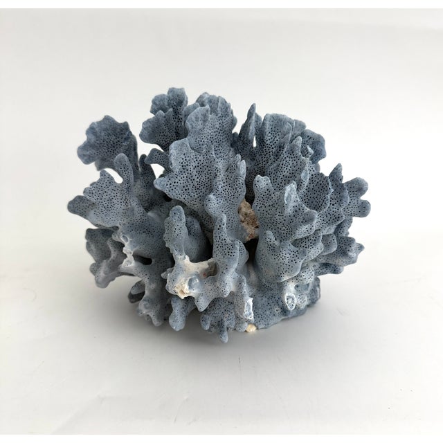 Natural Blue Coral specimen with a cut and polished base to protect surfaces. Each piece is cleaned and trimmed from its...
