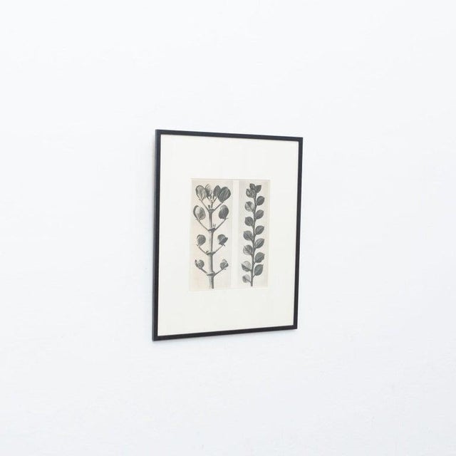 Karl Blossfeldt, Black and White Botanical Image, 1942, Photogravure, Framed For Sale - Image 4 of 17