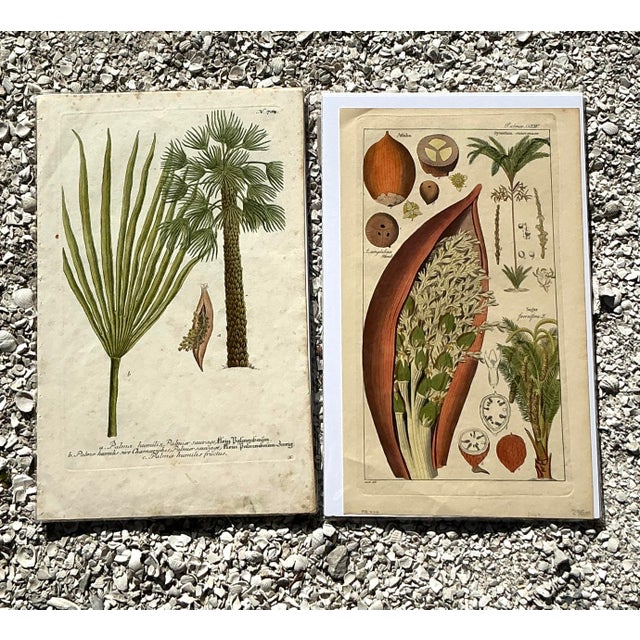 Vintage Boho Botanical Engravings - Set of 2 For Sale In West Palm - Image 6 of 8