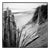 Paul Cooklin, Fence II, Dawlish Warren, Devon, Edition of 50 For Sale
