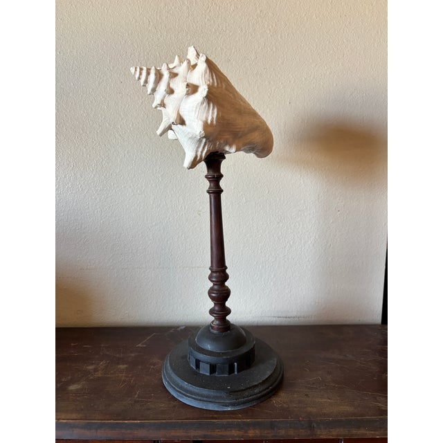 3 Baroque Mounted Seashell Specimens Displays on 19th Century Dark Wooden Stands For Sale - Image 10 of 11