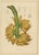 Sheep van Nooten, Banana Botanical, 1880, Chromolithograph For Sale - Image 9 of 9