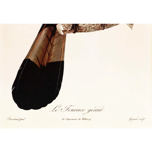 1960s French Bird Print, Jacques Barraband, the Giant Touraco For Sale - Image 4 of 4