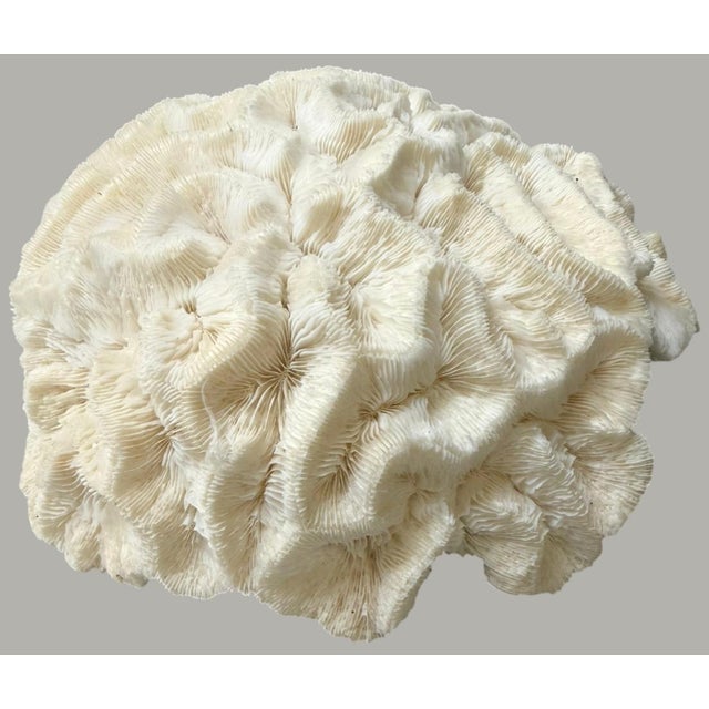 Large Natural Ruffled Foliose Coral Skeleton Specimen 12" Coastal Decor For Sale - Image 4 of 6