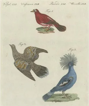 Bertuch, Various Foreign Pigeons Including the Crimson Pigeon, Print