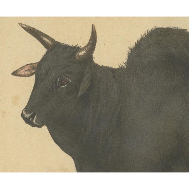 Olivier De Penne, Zebu Bull, Humped Cattle, 1863, Chromolithograph For Sale - Image 4 of 9