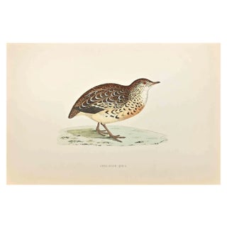 Alexander Francis Lydon, Andalusian Quail, Woodcut Print, 1870 For Sale