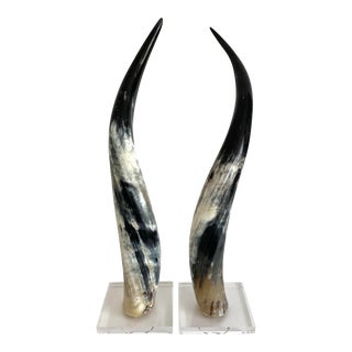 Polished Texas Steer Horns on Acrylic Bases - a Pair For Sale