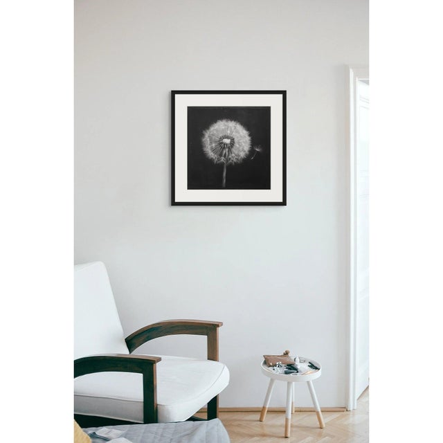 A striking monochrome botanical study reproduced from an original mezzotint print dating from the 1950s. Celebrated for...