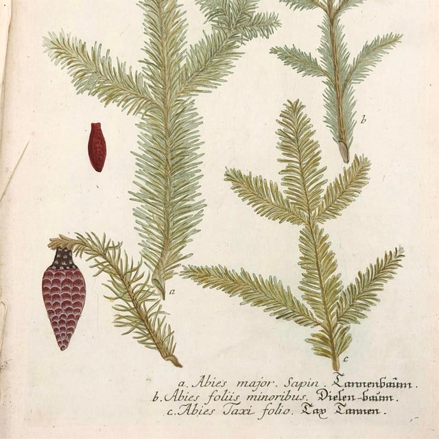 Weinmann Pair of 18th Century Hand-Colored Botanical Prints — Abies & Boxwood by Johann Wilhelm Weinmann For Sale - Image 4 of 9
