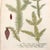 Weinmann Pair of 18th Century Hand-Colored Botanical Prints — Abies & Boxwood by Johann Wilhelm Weinmann For Sale - Image 4 of 9