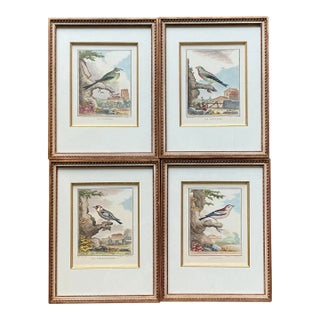 Vintage Regency Bird Prints - Set of 4 For Sale