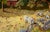 "Yellow Meadow With Sheep" Farmhouse Landscape by Richard M. Bacon For Sale In Monterey, CA - Image 6 of 7
