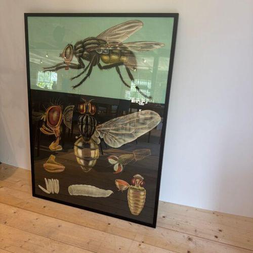 Educational Poster with Fly, Sweden For Sale - Image 4 of 4