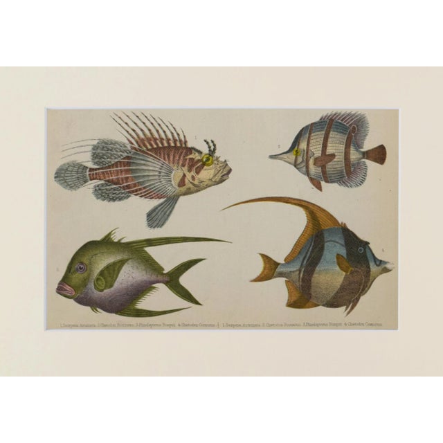 English 19th Century Antique English Hand Colored Fish Engraving by Goldsmith For Sale - Image 3 of 5