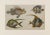 English 19th Century Antique English Hand Colored Fish Engraving by Goldsmith For Sale - Image 3 of 5
