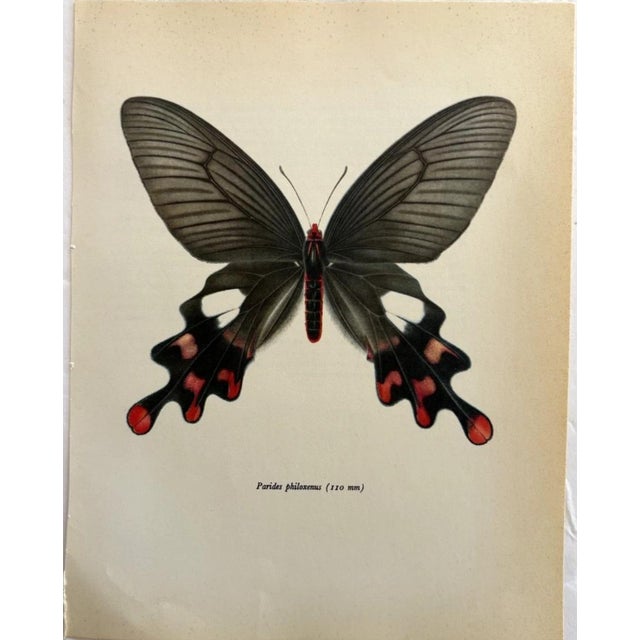 Up for sale is this gorgeous lithograph by F. Prochazka, published in Great Britain in 1965. It is in excellent, gently-...