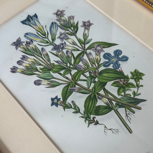 Pair of Antique Hand Colored English Botanical Etchings Gold Ornate Frame Reproduction For Sale - Image 4 of 11