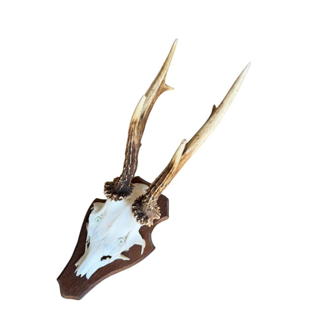 Cabin Roe Deer Trophy 37 Black Forest Antlers Mount For Sale - Image 3 of 6
