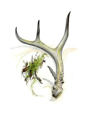 Antler Art Print, Drawing of Forest, Nature, Gifts, Decor, Men
