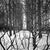 Not Yet Made - Made To Order Paul Cooklin, Treeline, Edition of 50 For Sale - Image 5 of 5