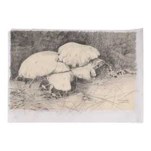Ground Fungus 20th Century Graphite Drawing