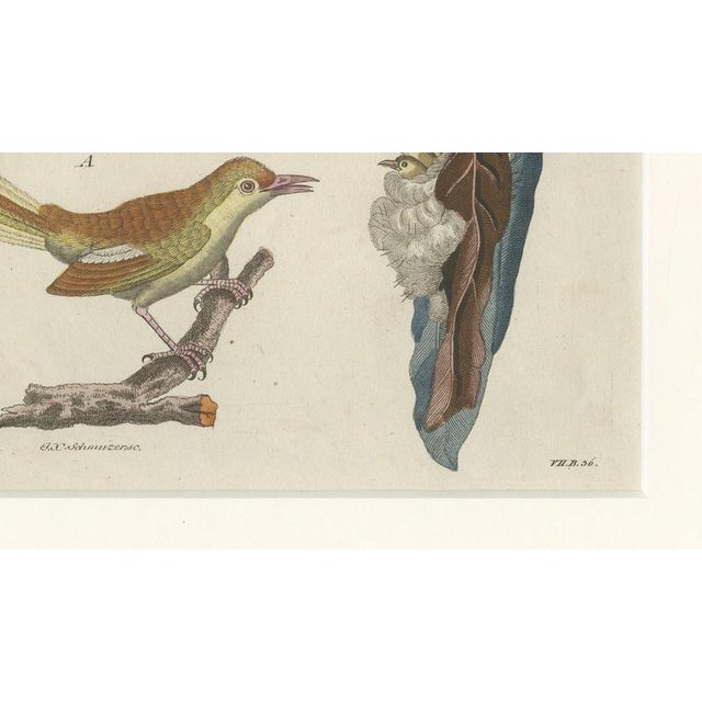 Paper Bertuch, Lyrebird & Tailorbird, 1797, Engraving For Sale - Image 7 of 9