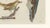 Paper Bertuch, Lyrebird & Tailorbird, 1797, Engraving For Sale - Image 7 of 9