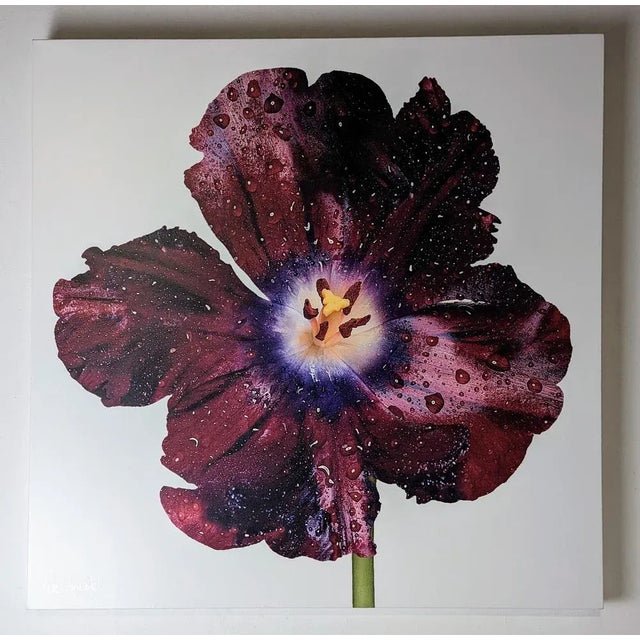 Peter Arnold, Hibiscus Flower, 2000s, Artwork on Canvas For Sale - Image 9 of 11