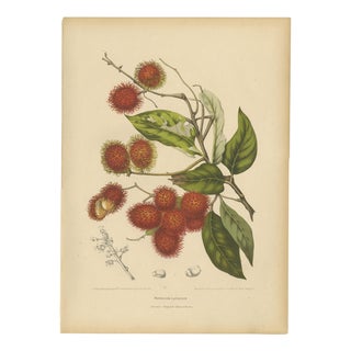 Berthe Hoola van Nooten, Rambutan, 1880, Chromolithograph For Sale