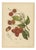 Berthe Hoola van Nooten, Rambutan, 1880, Chromolithograph For Sale