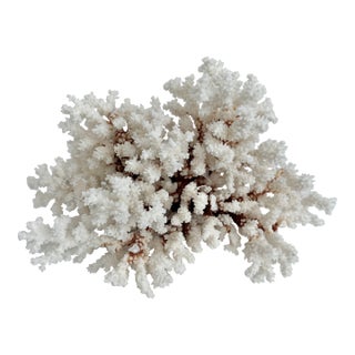 Exceptional Natural Brown Stem Coral Specimen For Sale