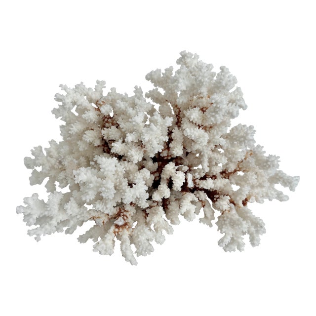 Exceptional Natural Brown Stem Coral Specimen For Sale