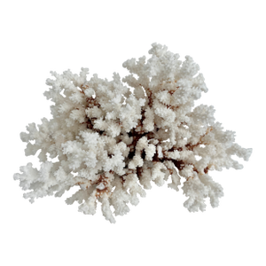 Exceptional Natural Brown Stem Coral Specimen