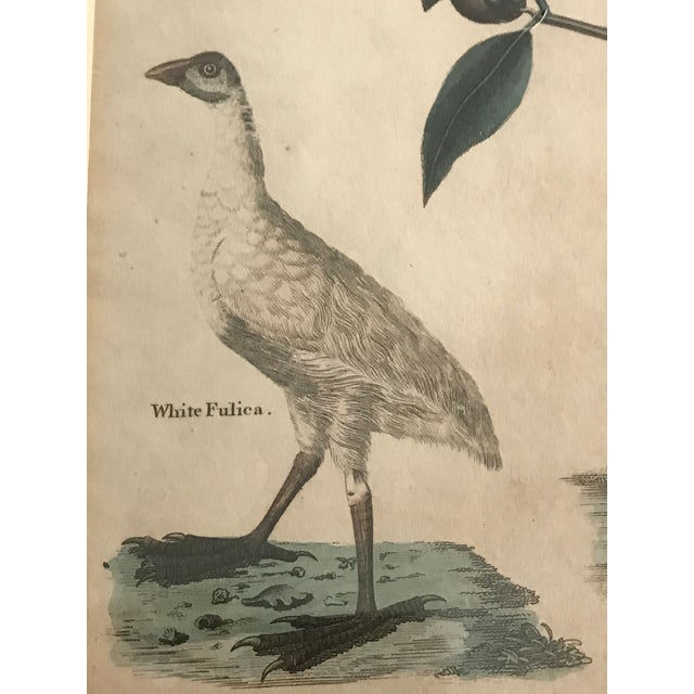 Pair 19th C Hand Colored Engravings of Extinct Species For Sale - Image 13 of 15