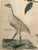 Pair 19th C Hand Colored Engravings of Extinct Species For Sale - Image 13 of 15