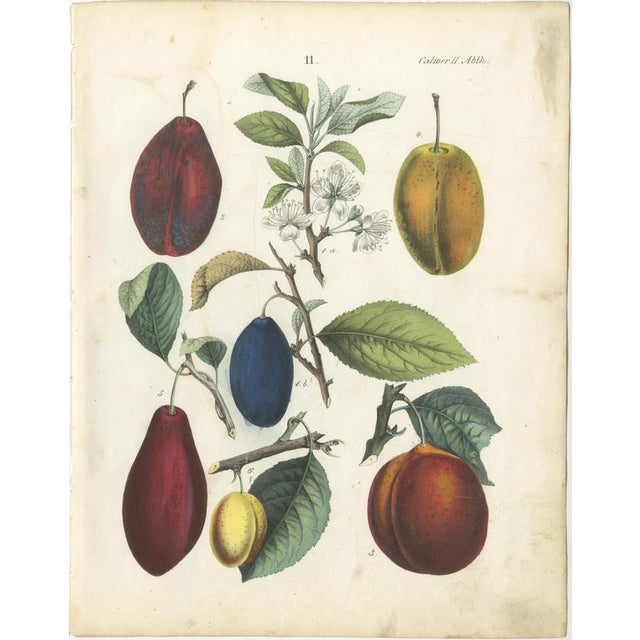 Gold Dr. Calwer, Apples and Plums, 1854, Chromolithographs on Paper, Set of 6 For Sale - Image 8 of 9
