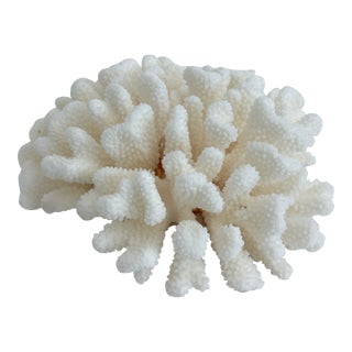 Natural White Cluster Coral Specimen Coastal Decor For Sale