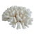 Natural White Cluster Coral Specimen Coastal Decor For Sale